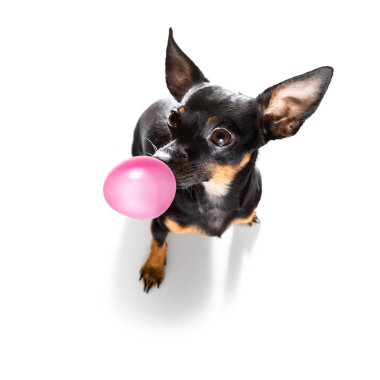 Prag sıçan köpeği sahibine saygı duyuyor oynamak için sabırla bekliyor ya da oturuyor ya da sakız çiğniyor, beyaz arka planda izole bir şekilde yürüyor.