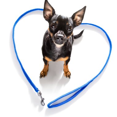 Prag sıçan köpeği sahibinin oynamasını bekliyor ve tasmalı bir yürüyüşe çıkıyor, beyaz arka planda izole edilmiş.