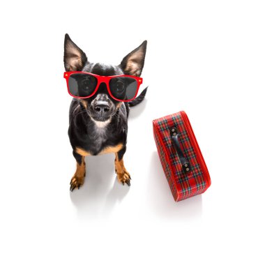 Tatil tatili, havaalanı terminalinde bekleyen fareci köpek. Kapıda uçağa ya da uçağa binmeye hazır. Bavul ya da bavul yan tarafta.