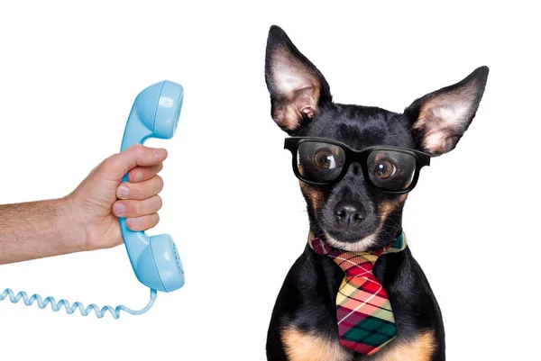 Prague Ratter Σκυλί Στο Τηλέφωνο Τηλέφωνο Απομονώνονται Λευκό Φόντο — Φωτογραφία Αρχείου