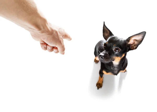 非常に悪い行動のために所有者によって処罰され 指が犬を指している — ストック写真