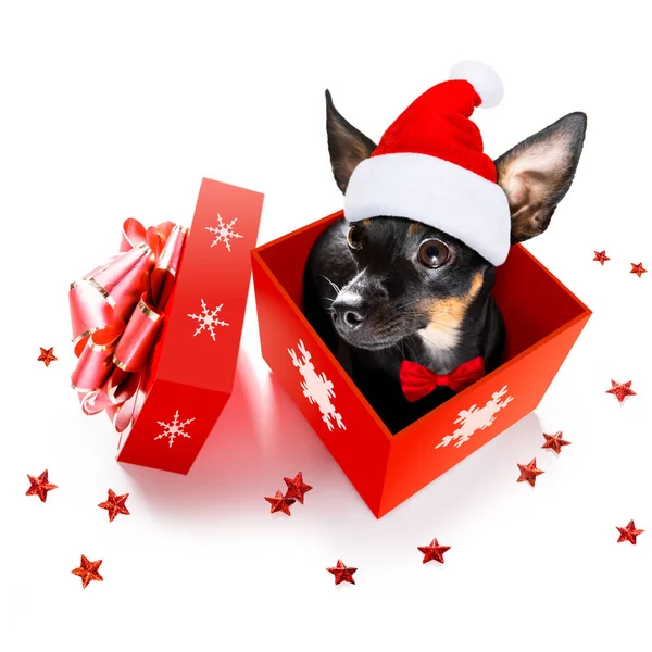 Christmas Santa Claus Praguer Ratter Dog Holiday Season Surprise Out — Stock Photo, Image