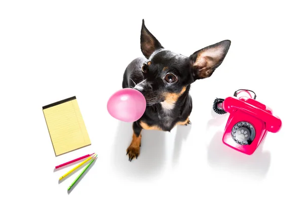 在电话或电话中与白色背景隔离的带泡泡糖的大虾鼠狗 — 图库照片