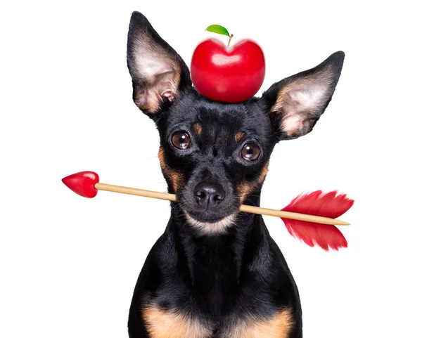 Prager Ratterhund Verrückt Und Albern Verliebt Valentinstag Rosenblätter Fliegen Und — Stockfoto