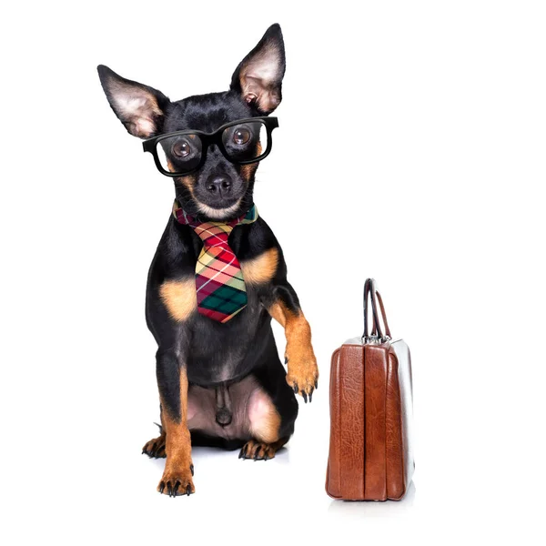 Office Worker Businessman Prague Ratter Dog Boss Chef Suitcase Bag — Stock Photo, Image