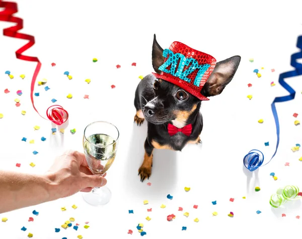 Prague Ratter Praguer Rattler Dog Celebrating New Years Eve Champagne — Stock Photo, Image