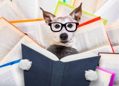 Jack Russell Dog inek gözlükleriyle kitap okuyor, zeki ve zeki görünüyor, kitapların üzerinde yalan söylüyor.