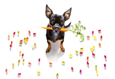 Prag faresi köpek tatlı yiyor ve sakız çiğniyor, beyaz arka planda izole edilmiş.