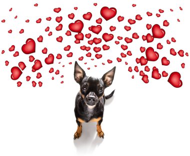 Sevgililer günü ya da doğum gününe aşık Prag faresi köpek, beyaz arka planda izole edilmiş.