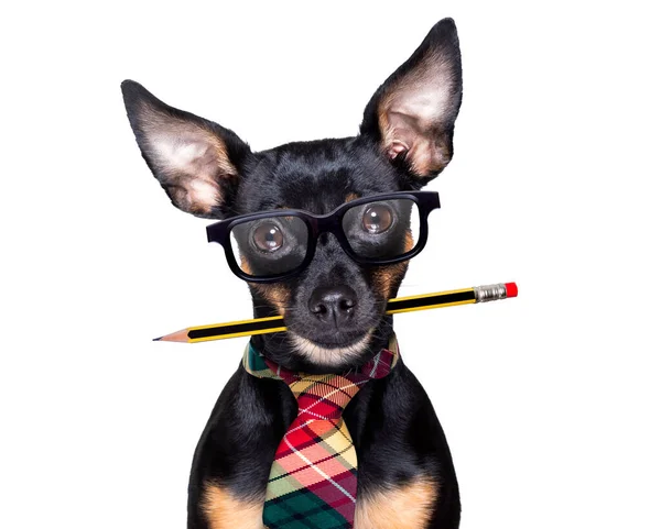 鼠标狗 嘴上有铅笔或钢笔 戴着书呆子眼镜当老板或秘书 背景是白色的 — 图库照片