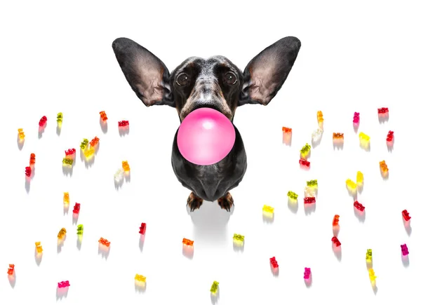 Dachshund Eating Sweet Candies Chewing Bubble Gum Isolated White Background — Stock Photo, Image