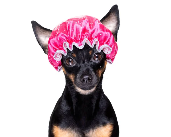 Perro Ratter Prague Secar Pelo Con Una Gorra Ducha Aislado —  Fotos de Stock