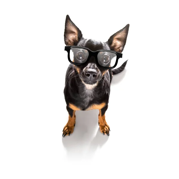 Dumb Crazy Prague Ratter Dog Nerd Glasses Office Business Worker — 图库照片