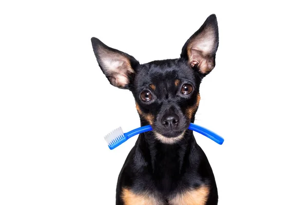 Prague Ratter Hund Som Håller Tandborste Med Munnen Tandläkaren Isolerad — Stockfoto