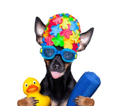 Prag faresi köpek, yüzme şapkası ve plastik ördekle gözlüklü, yüzme havuzuna hazır, beyaz arka planda izole edilmiş.