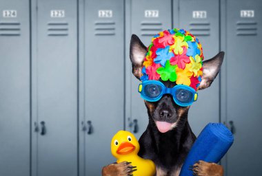 Prag faresi köpek, yüzme şapkası ve plastik ördekle gözlüklü, yüzme havuzuna hazır, soyunma odasında.