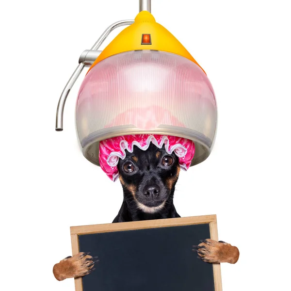 Kappers Praag Ratter Hond Klaar Kijken Mooie Droger Droogkap Wellness — Stockfoto