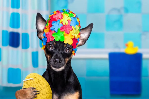 Prague Ratter Dog Shower Cap Bathtub Washing Cleaning Sponge — Stock Photo, Image