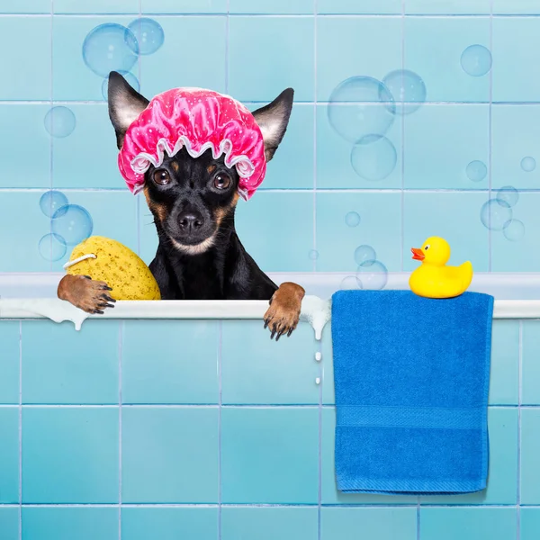 Perro Ratter Prague Bajo Ducha Con Tapa Bañera Lavado Limpieza — Foto de Stock