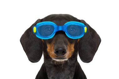 Plastik ördekli gözlüklü sosis dachshund köpeği, yüzme havuzuna hazır, beyaz arka planda izole edilmiş.