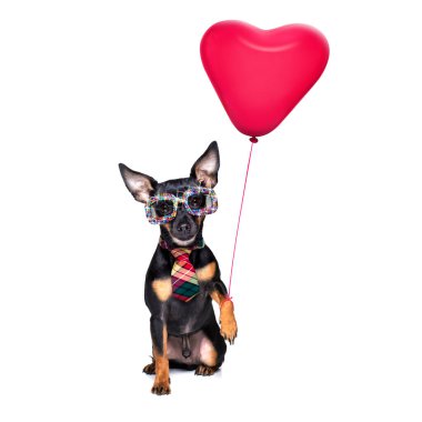 Beyaz arka planda izole edilmiş kırmızı kravat ve parti şapkası takan balonlu Prag faresi köpek.