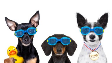 Plastik ördekli gözlük takan bir grup köpek, beyaz arka planda izole edilmiş, yüzme havuzuna hazırlar.