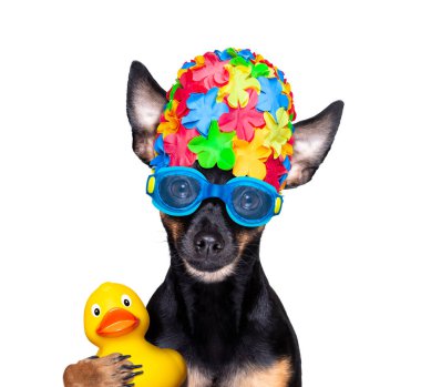 Prag faresi köpek, yüzme şapkası ve plastik ördekle gözlüklü, yüzme havuzuna hazır, beyaz arka planda izole edilmiş.