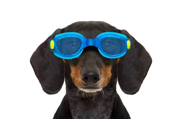 Wurst Dackel Hund Mit Schutzbrille Mit Gummi Plastik Ente Schwimmfertig — Stockfoto