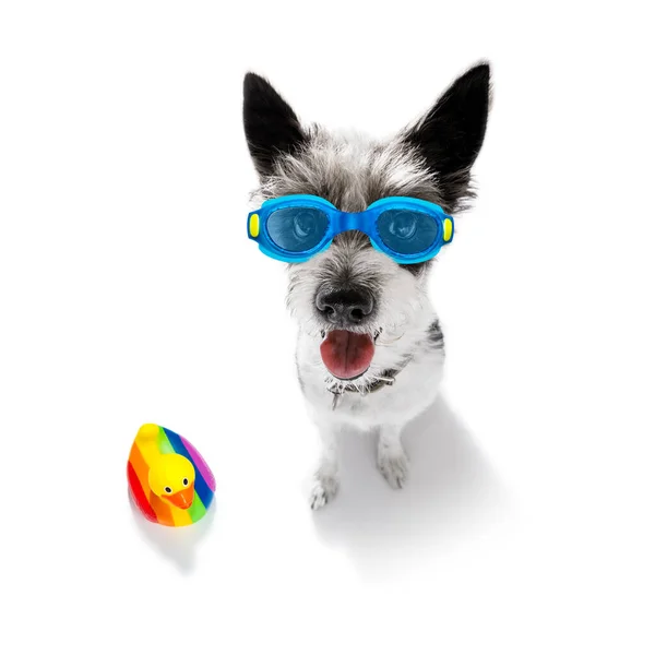 Pudl Teriér Pes Čepicí Brýlemi Gumovou Plastikovou Kachnou Připravený Bazén — Stock fotografie