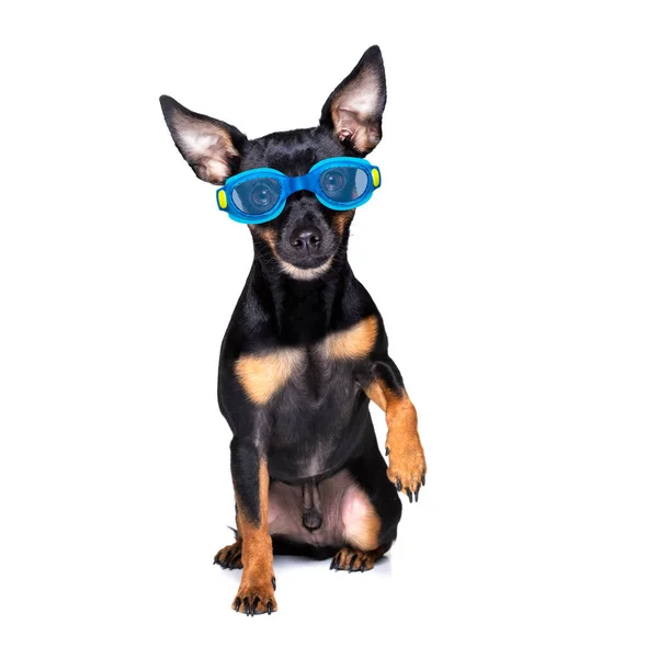 Prague Ratter Dog Wearing Goggles Rubber Plastik Duck Ready Swimming — Stock Photo, Image