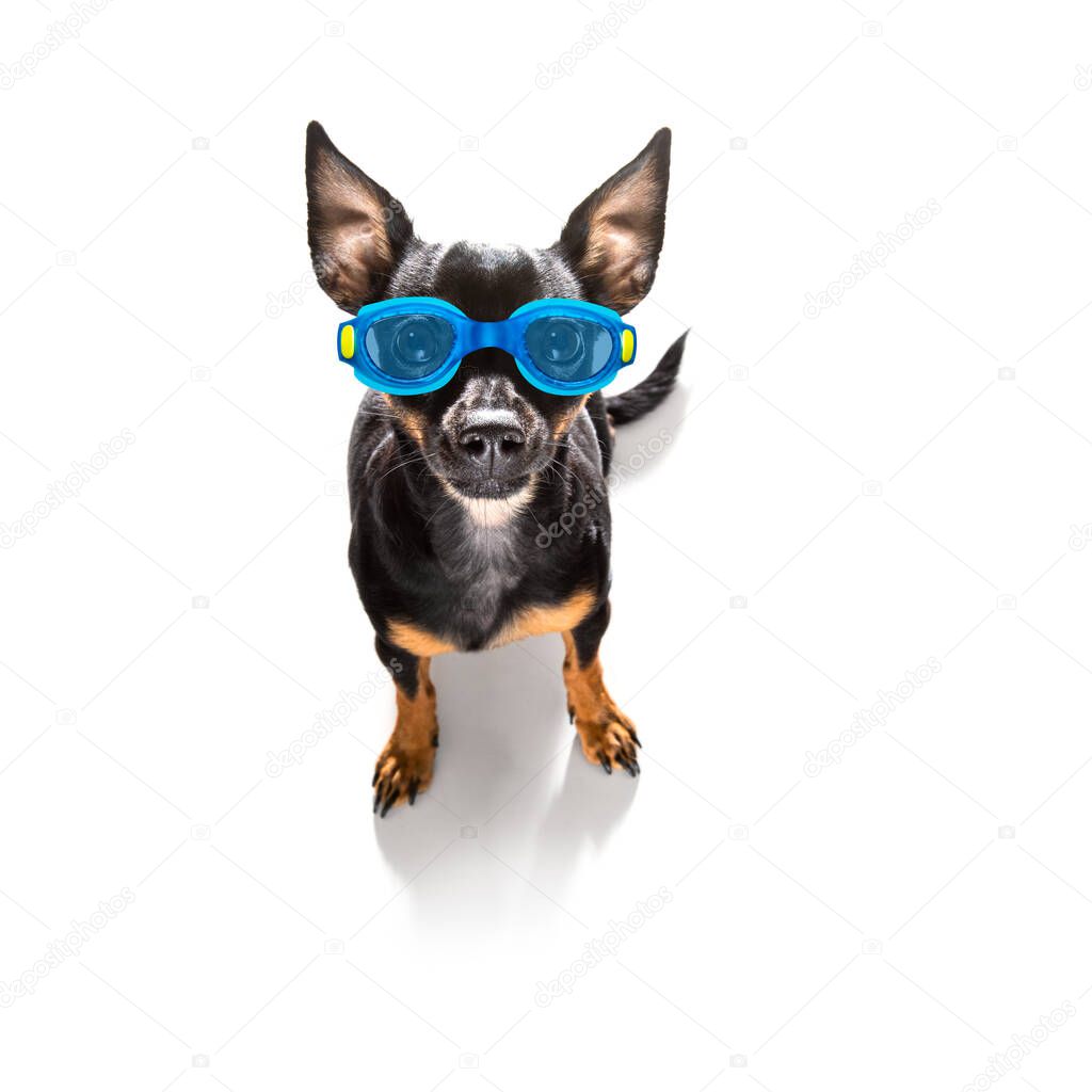 prague ratter dog wearing  goggles with rubber plastik duck, ready for the swimming pool, isolated on white background