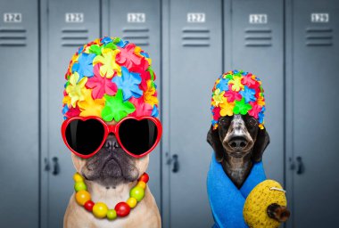 Kazanan takım ya da bir grup köpek, yüzme şapkası ve plastik ördekli gözlükler, yüzme havuzuna hazır, soyunma odasında.