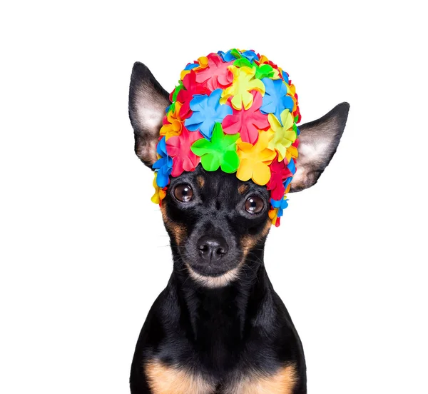 Praag Ratter Hond Onder Douche Met Cap Bad Wassen Schoonmaken — Stockfoto