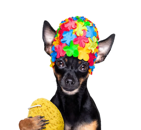 Prager Ratterhund Unter Dusche Mit Kappe Badewanne Waschen Und Reinigen — Stockfoto