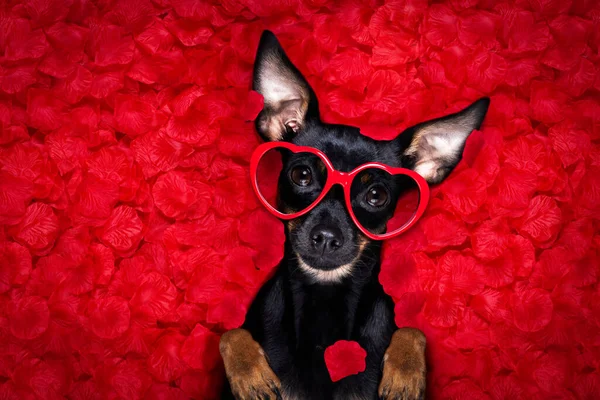 Praag Ratter Hond Rozen Bloemblaadje Bed Verliefd Valentijnsdag Moeders Vader — Stockfoto