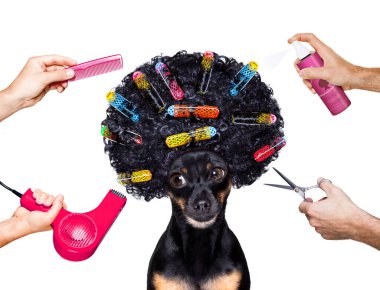 Kuaför Prag faresi köpek tarakla, makasla, kurutucuyla güzel görünmeye hazır, ve sağlık spa salonuna sprey sıkarak, beyaz arka planda çok uzun saçlı izole edilmiş.