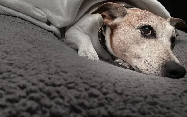 Jack Russell Cane Dormire Sotto Coperta Letto Camera Letto Malato — Foto Stock