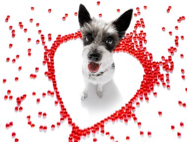 Sevgililer gününde fino teriyeri köpek. Aşk şekli. Seni seviyorum.