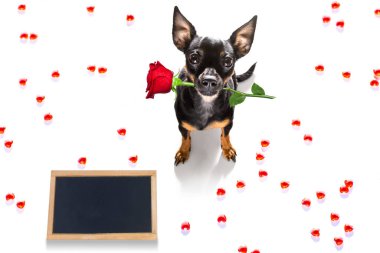 Sevgililer gününde Prag faresi köpek. Sevgi dolu. Seni seviyorum.