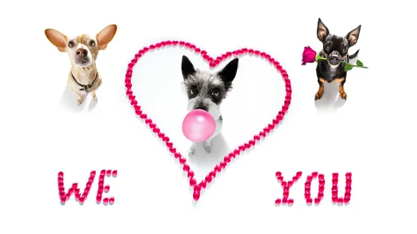 Ομάδα Σειρά Των Σκύλων Για Valentines Αγάπη Σχήμα Καρδιάς Την — Φωτογραφία Αρχείου