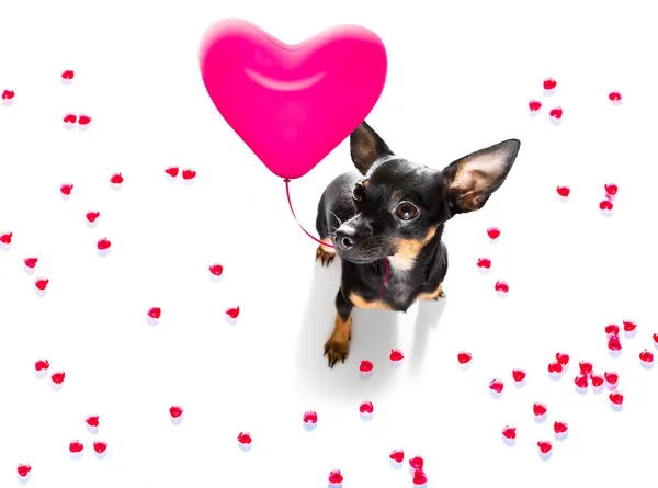 Prague Ratter Hund Valentiner Kärlek Hjärta Form Med Jag Älskar — Stockfoto