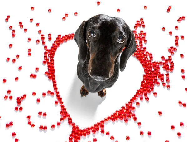 Kiełbasa Jamnik Pies Walentynki Miłość Kształt Serca Kocham Cię Znak — Zdjęcie stockowe