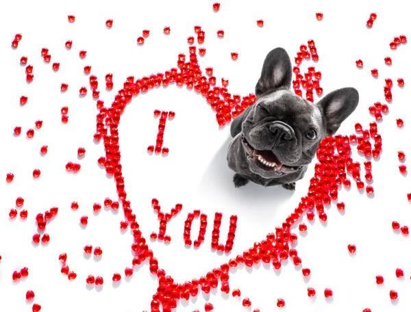 Γαλλικό Μπουλντόγκ Σκυλί Για Valentines Αγάπη Σχήμα Καρδιάς Την Αγάπη — Φωτογραφία Αρχείου