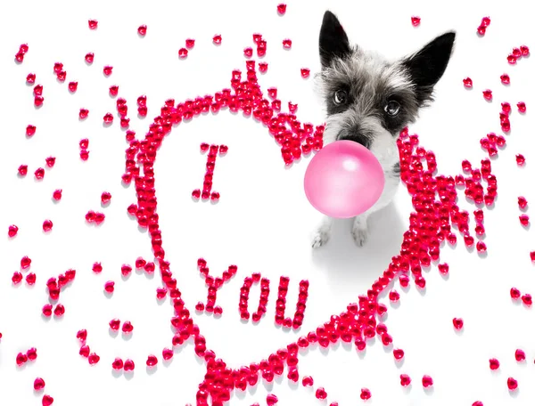 Pudel Terrier Hund Auf Valentinstag Liebe Herzform Mit Ich Liebe — Stockfoto