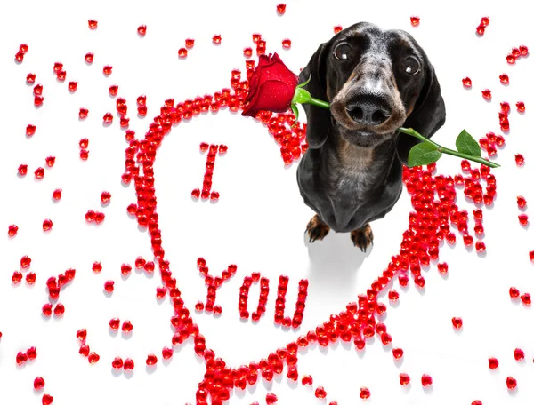 Sevgililer Gününde Sosisli Dachshund Köpeği Aşk Şekli Seni Seviyorum — Stok fotoğraf