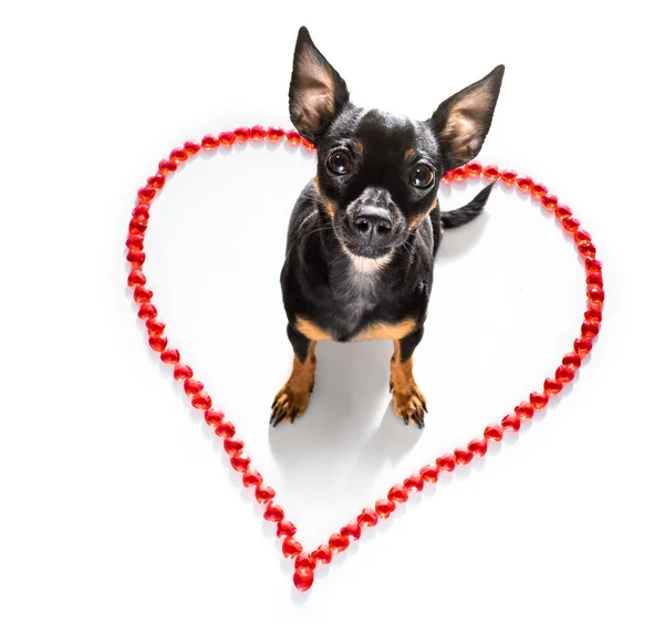 Praga Ratter Perro Valentines Amor Corazón Forma Con Amo Signo —  Fotos de Stock