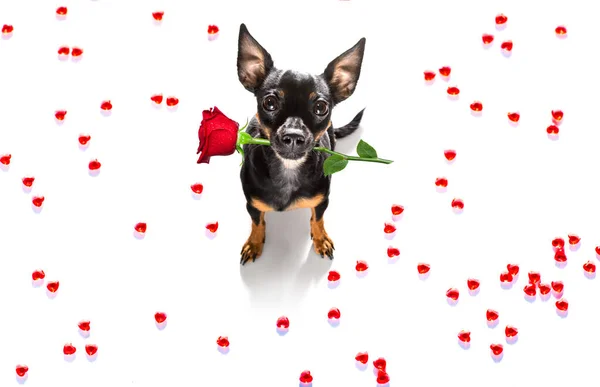 Praga Ratter Perro Valentines Amor Corazón Forma Con Amo Signo — Foto de Stock