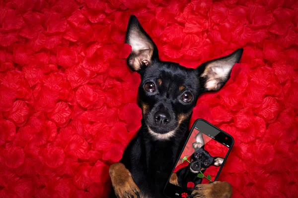 Praga Ratter Perro Rosas Pétalo Cama Enamorarse San Valentín Día —  Fotos de Stock