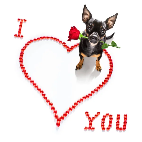 Prague Ratter Dog Valentines Love Heart Shape Love You Sign — Fotografia de Stock