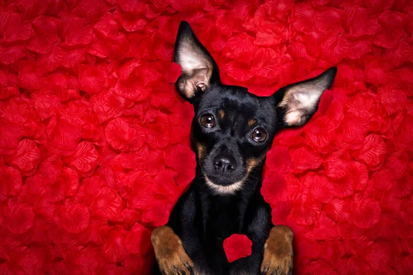 Prague Ratter Cão Rosas Pétala Cama Apaixonando Pelo Dia Dos — Fotografia de Stock